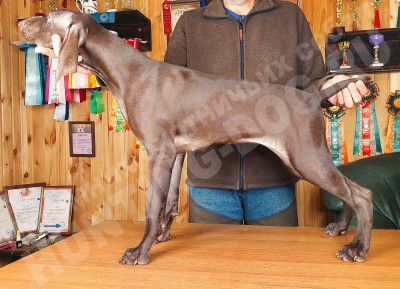 Щенок курцхаар